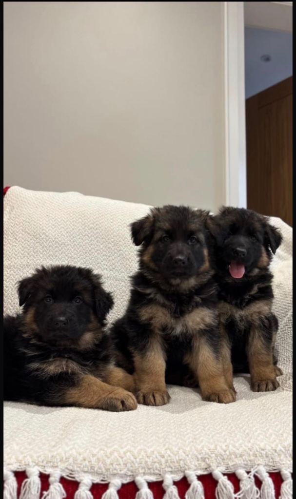 IKC German Shepherds