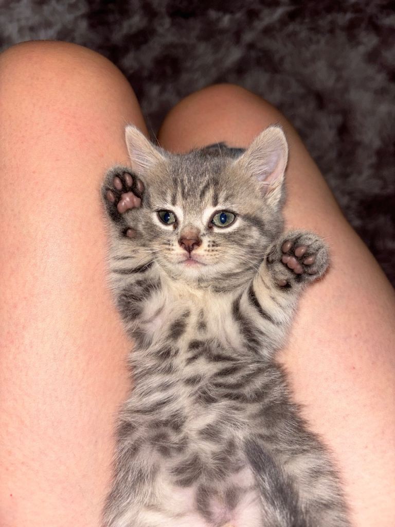 Kitten 