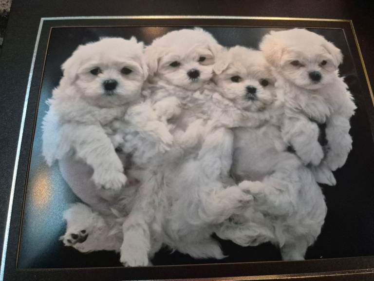 Maltese Puppies