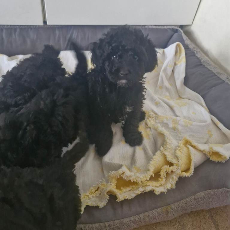 Beautiful litter of toy poodle puppies