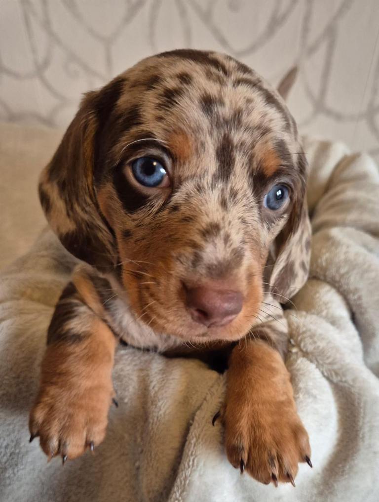 Stunning pedigree Miniature dachshund puppies