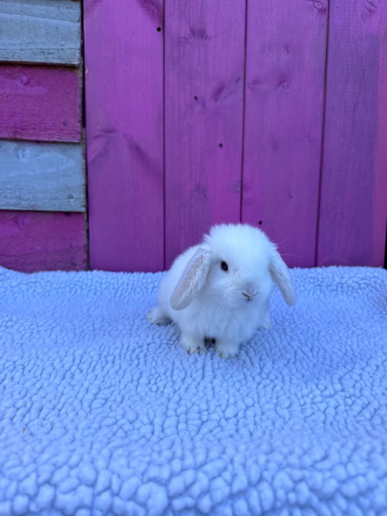 Pedigree Mini Lop Boy 