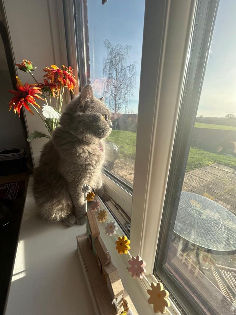 Beautiful British Shorthair Cat