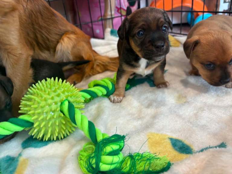 Now 1 left Jack Russell x Chihuahua puppys 