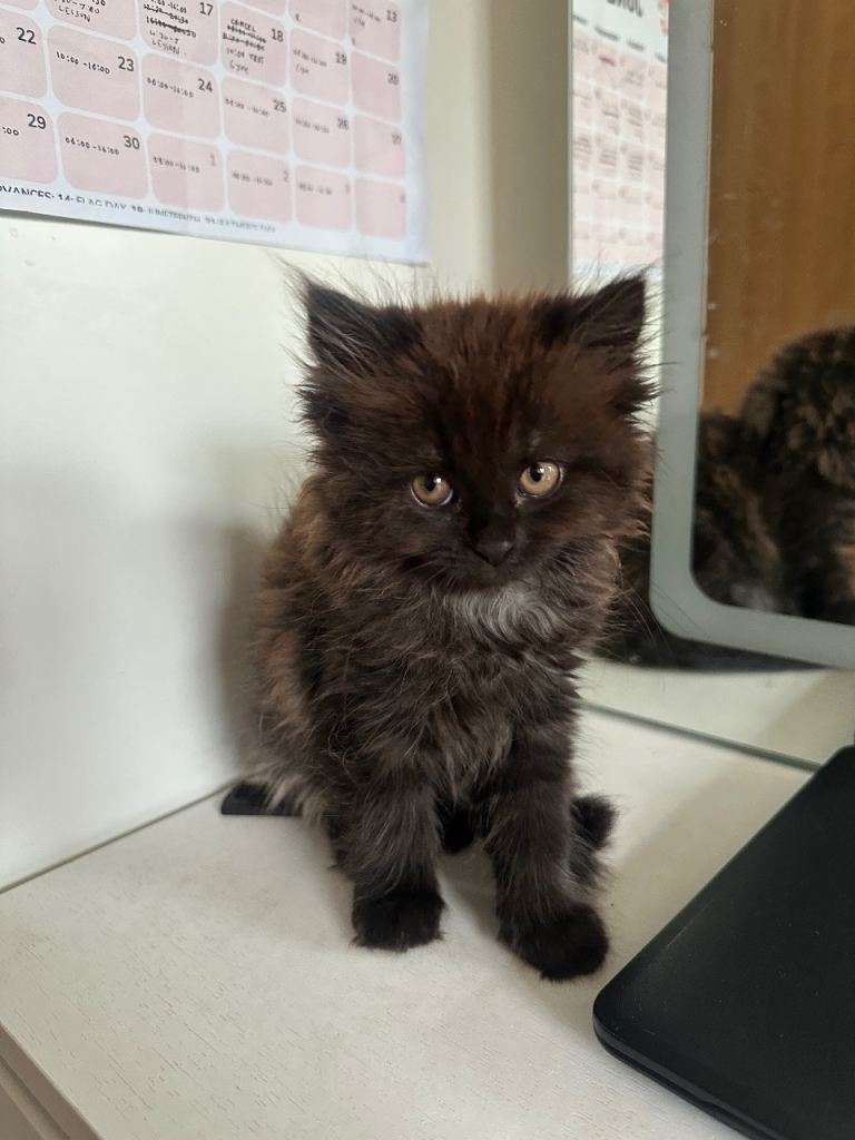 12 Week Half Persian Kitten 