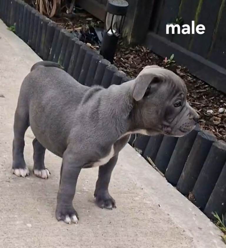 Staffy bull terriers kc reg champion bloodlines