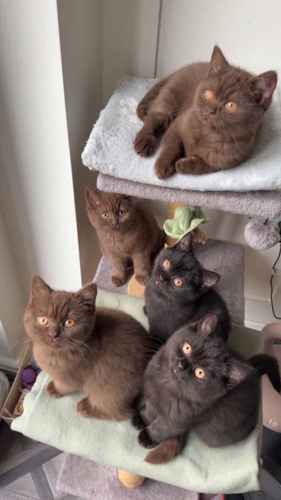 ONLY 3 LEFT- BSH CHOCOLATE KITTENS 