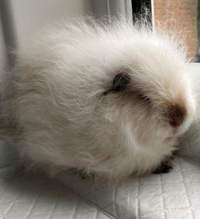 Beautiful Male Guinea Pig – Looking for a Loving Home