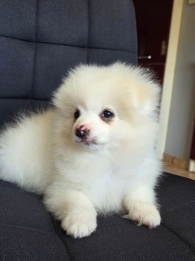Pomeranian puppies  ready  to  leave 
