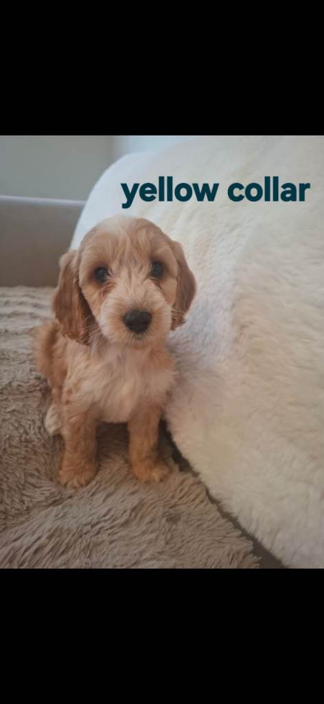Beautiful F1 Cockapoo 2 BOYS AVAILABLE Ready to go Now!Puppies 