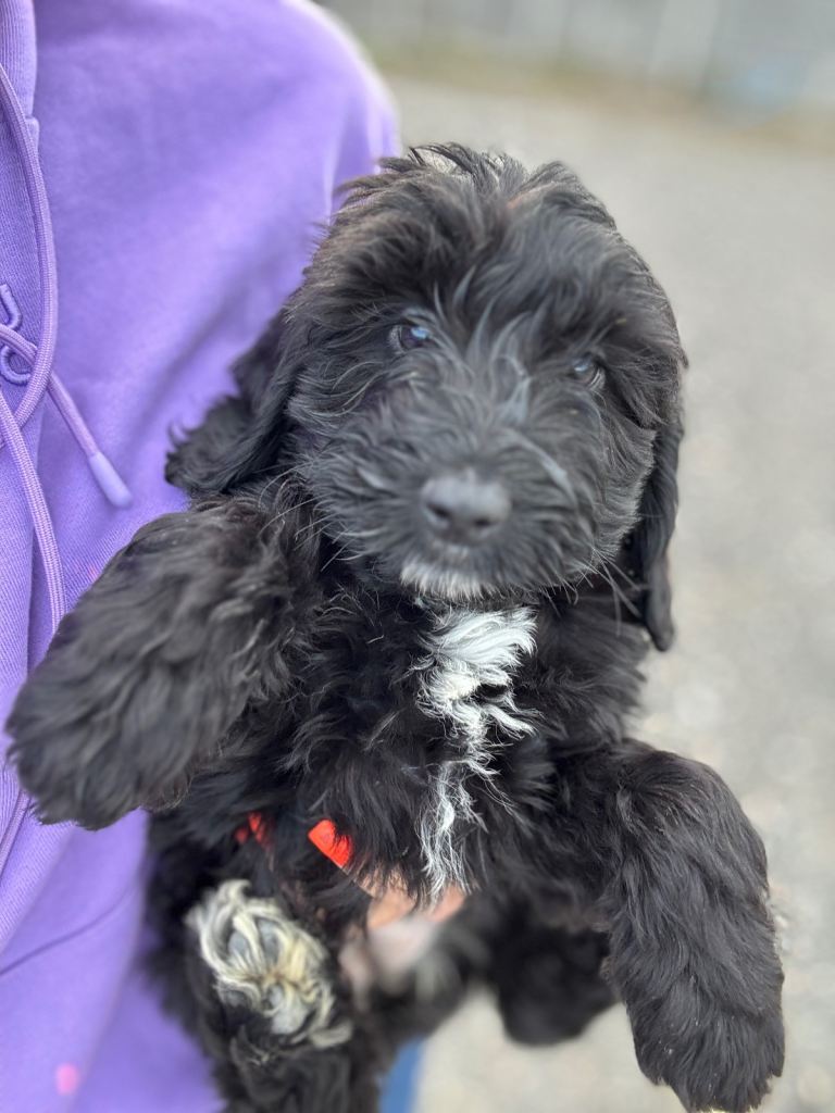 Cockapoo puppy’s 