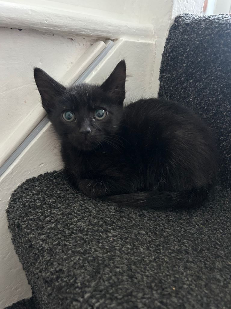 Two black kittens 