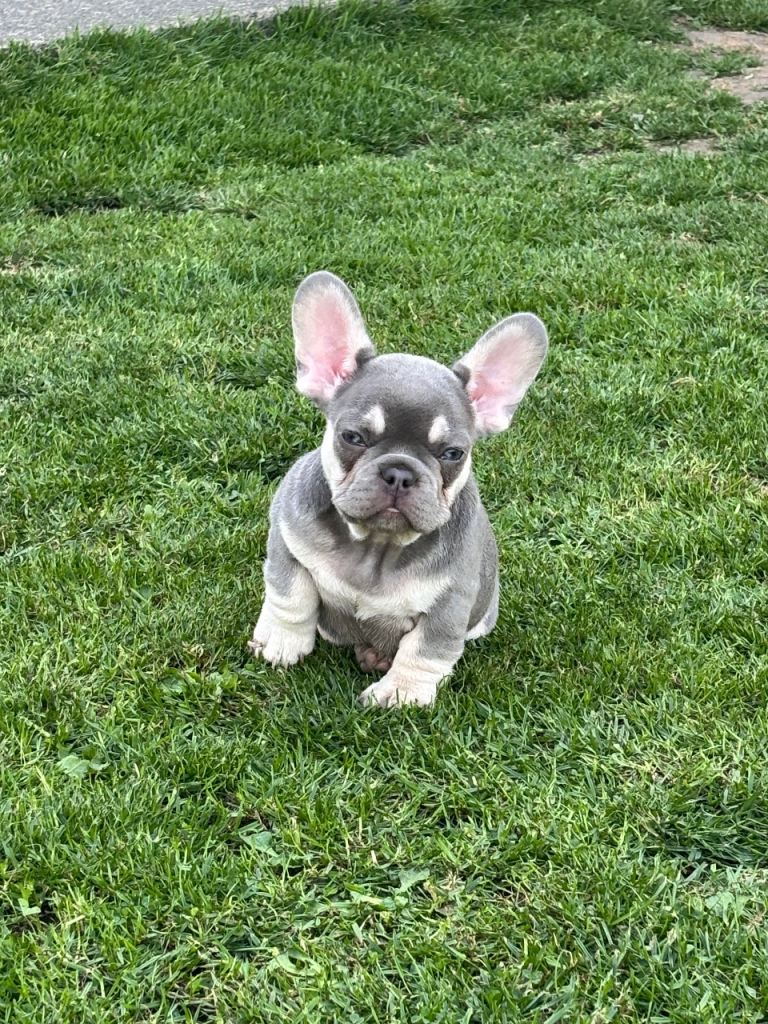 🩷READY NOW…Gorgeous litter of French bulldog puppies 