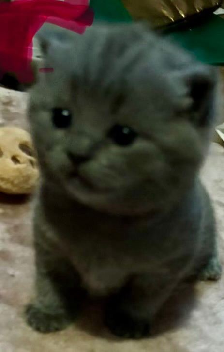 Bsh 1 boy  remaining ready to leave 17th June rest are reserved 