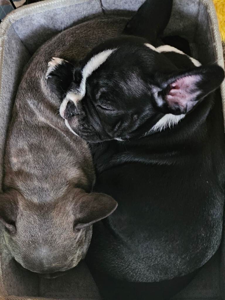 Last french bulldog left