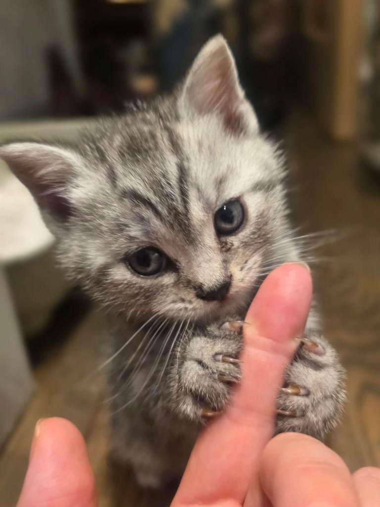 Beautiful Tubby Kittens