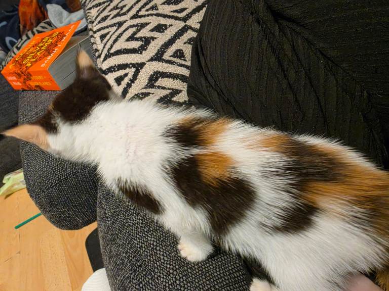 7 kittens for sale 1 girl left reserved