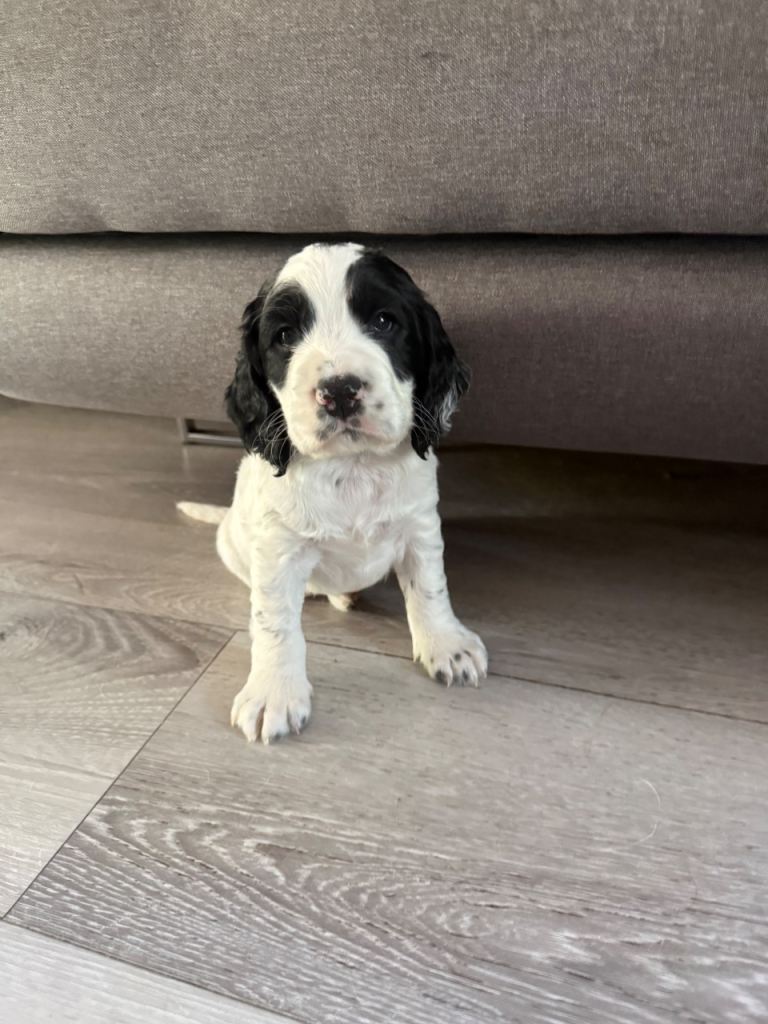 Puppy cocker spaniel