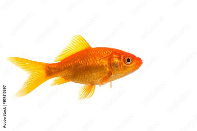 free goldfish