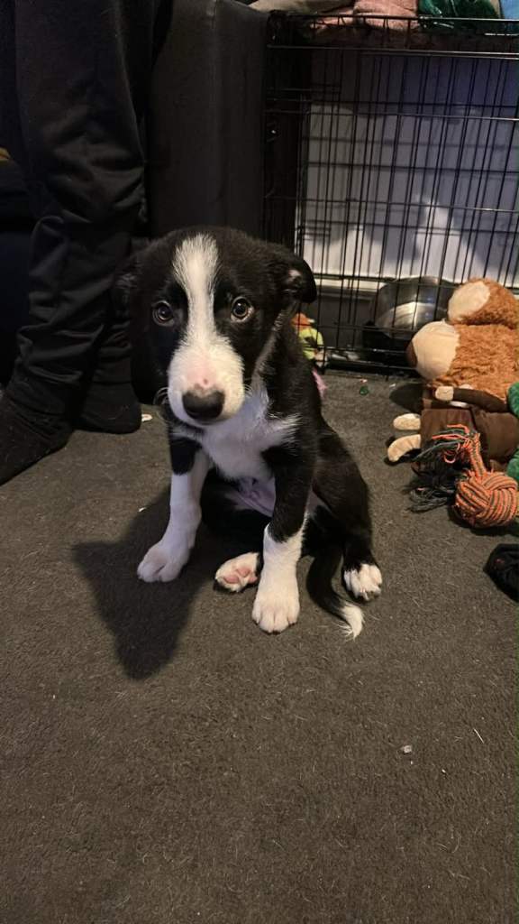 12 week old male border collie *RESERVED*