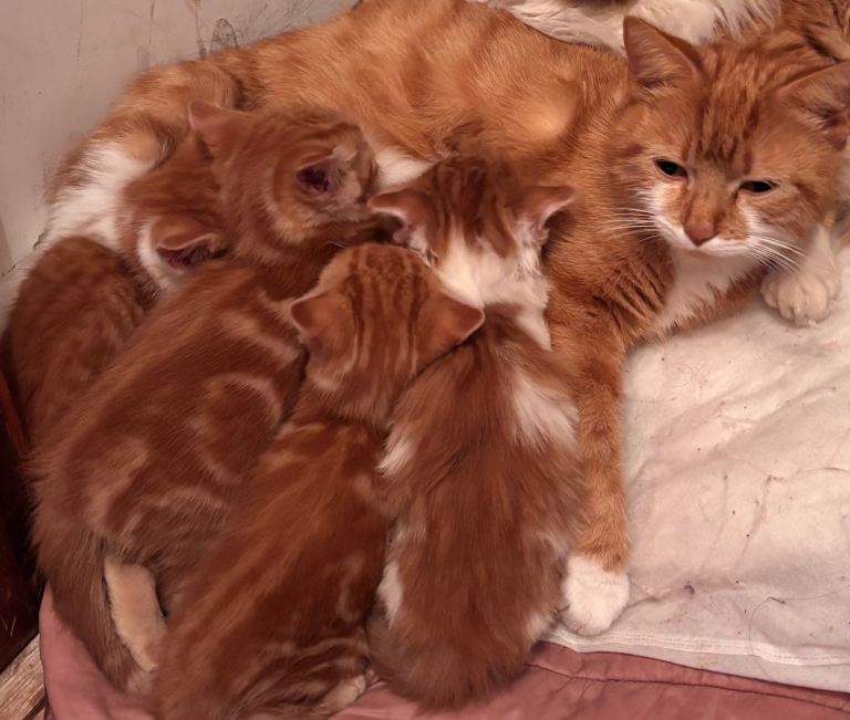🐾 Adorable Ginger Kittens Looking for Their Forever Homes 🐾