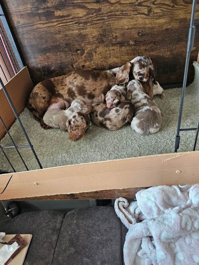 Dashund puppy 