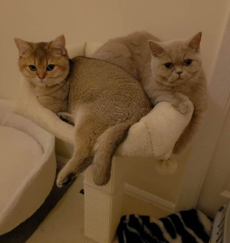 British Shorthair Pair for Sale – Pixey & Simba