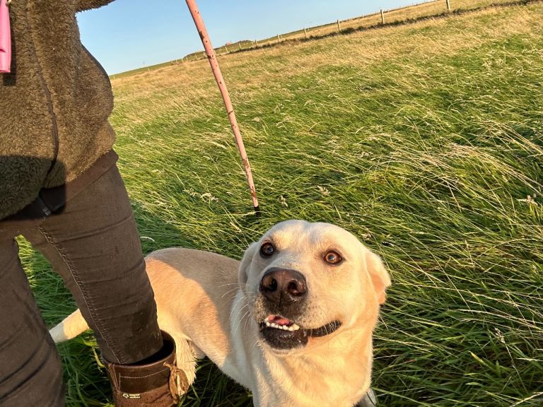 Gorgeous Labrador Dog