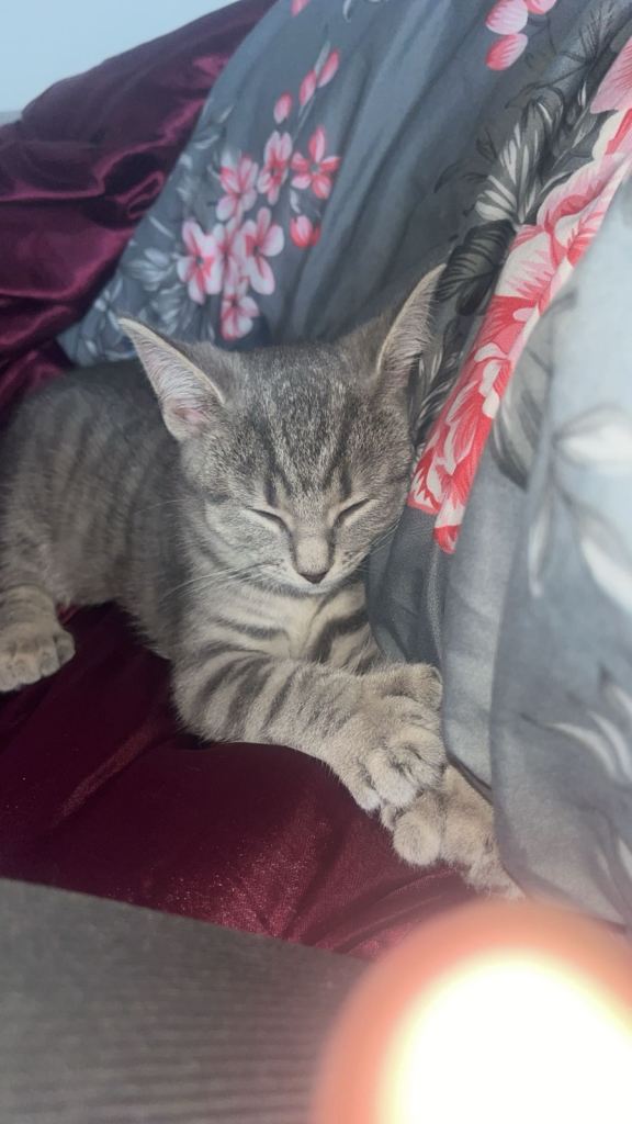 2 beautiful kittens 