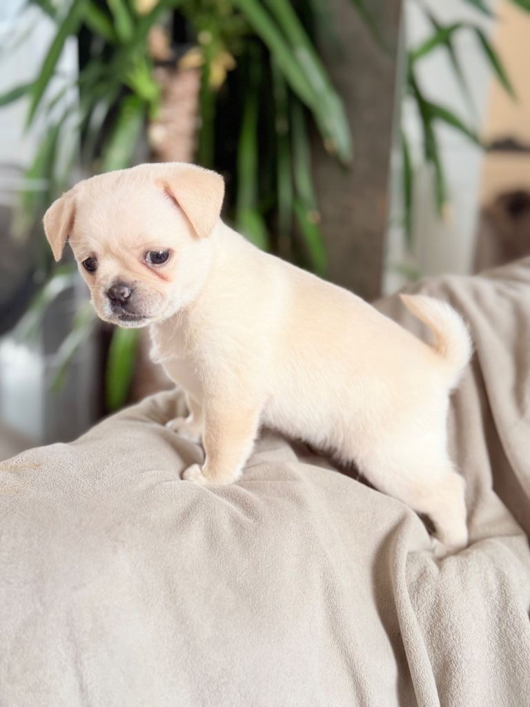 Pug x Pomeranian Puppies!