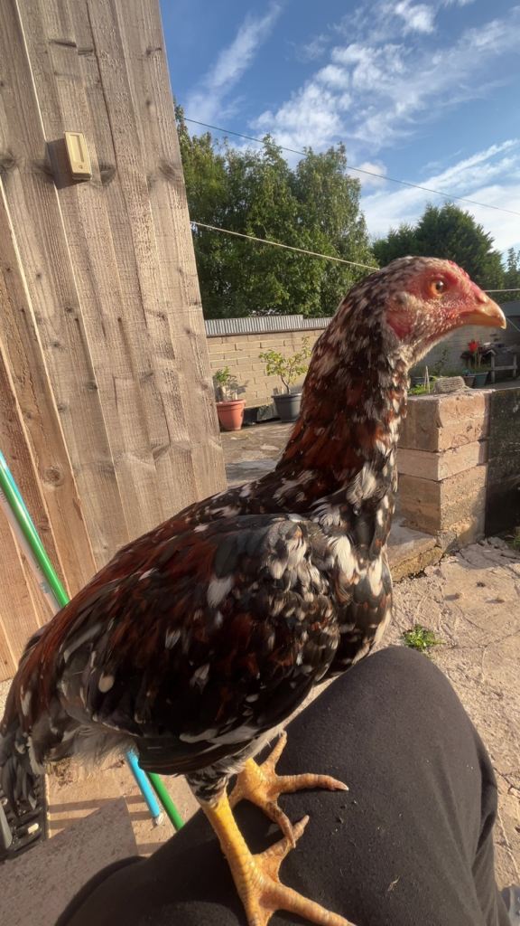Various Chickens and Hens for Sale