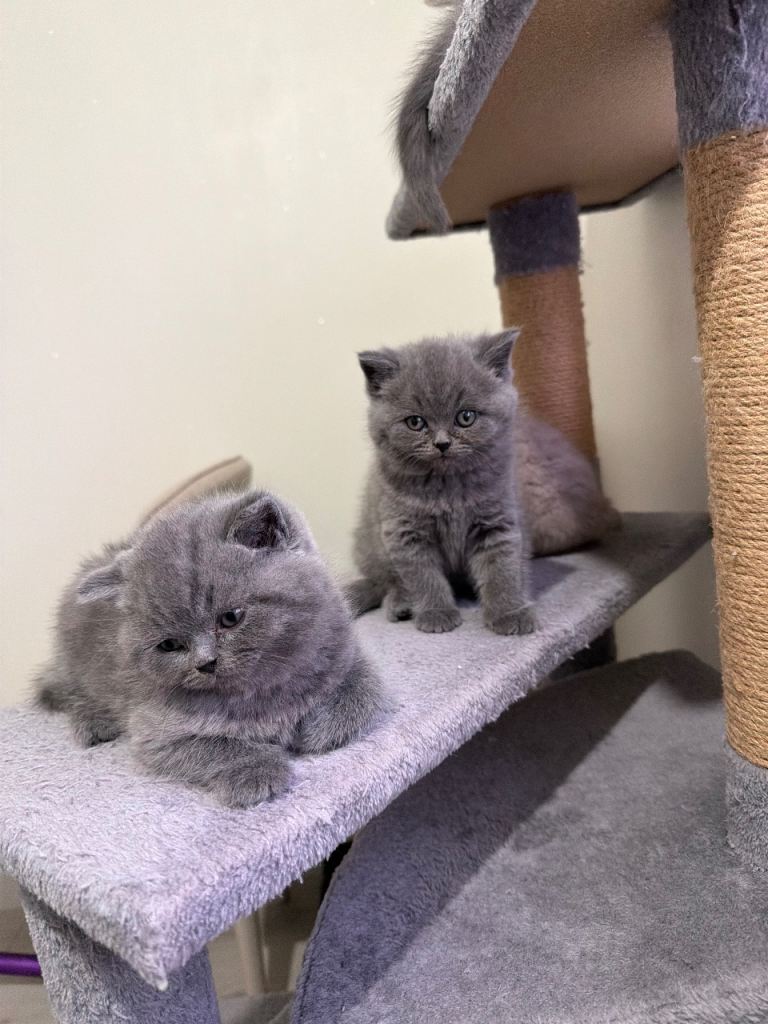 British Shorthair kittens