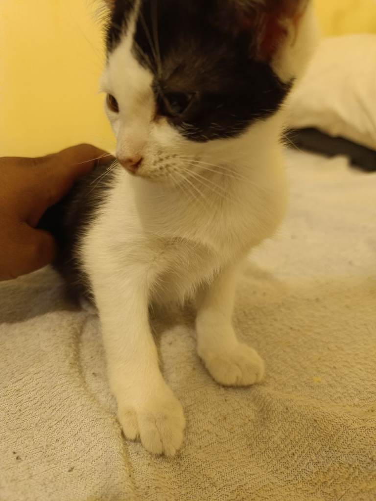 Kitten 