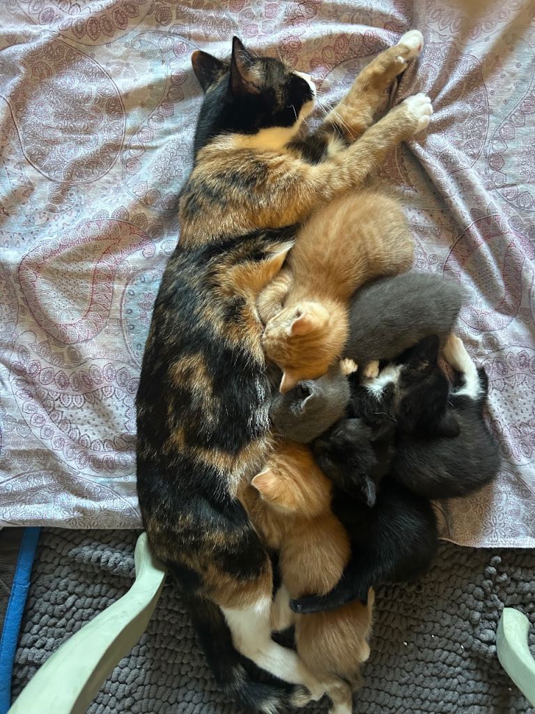 Cute kittens for sale 