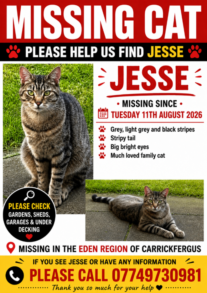 Missing Cat Jesse