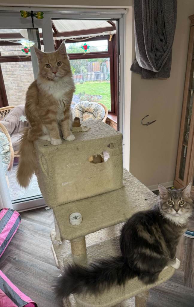 Large Maine Coon Kittens Cambridgeshire 