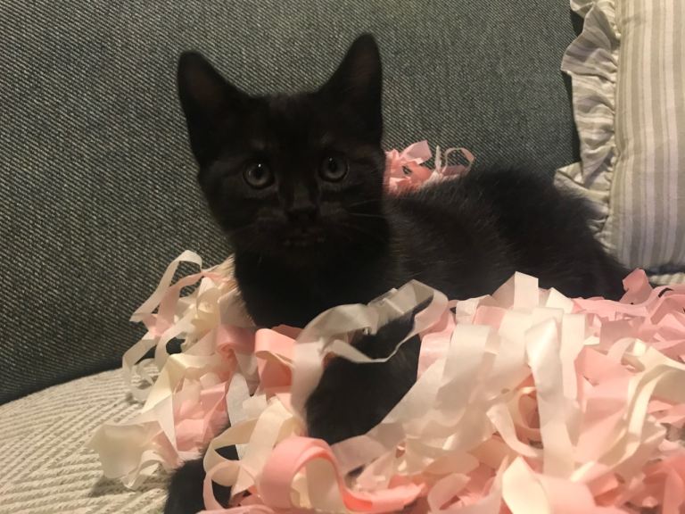 Kittens 