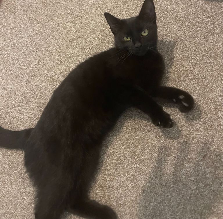 🐱 LOVING 6-MONTH-OLD CAT LOOKING FOR A FOREVER HOME 🏡❤️