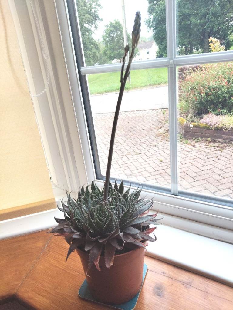 ALOE VERA, SPIDER, TRADESCANTIA, AND SUCCULENT PLANTS see prices on ad see