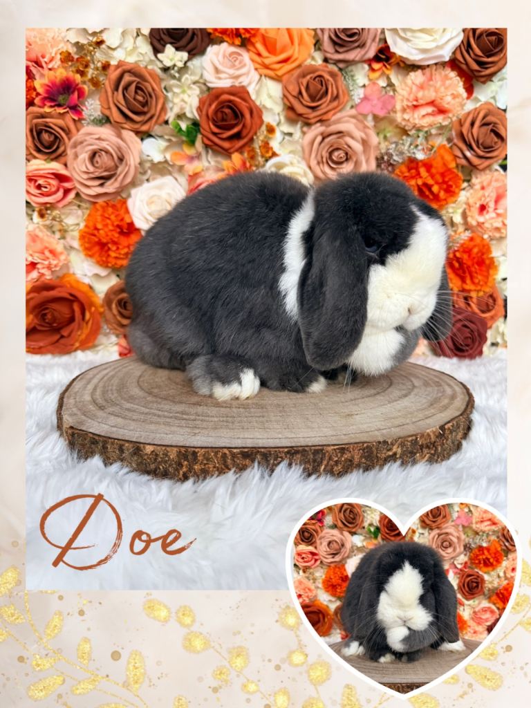 VACCINATED MINI LOP ADULTS