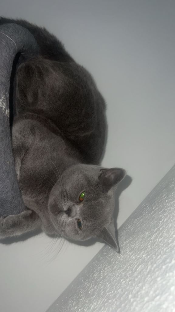 British shorthair female kitten