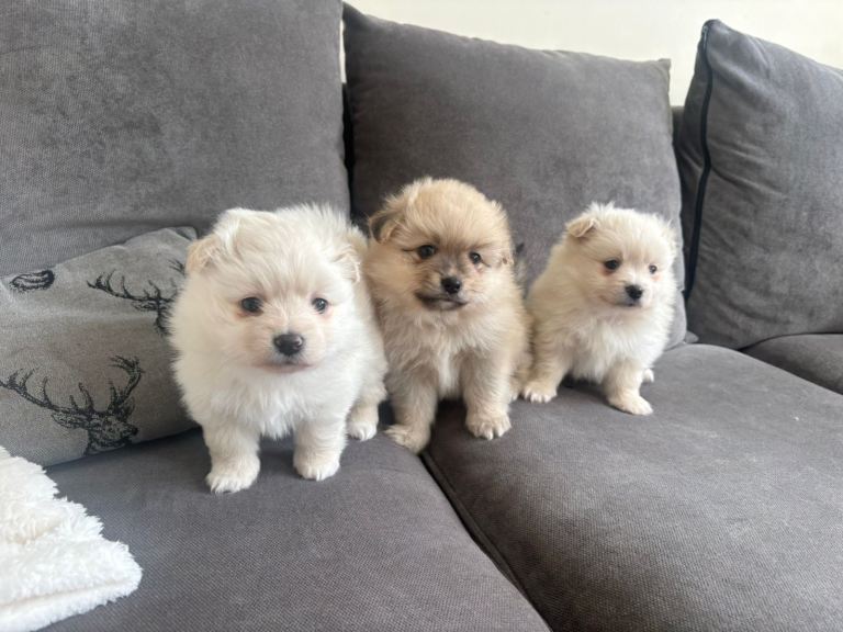 Pomeranian 