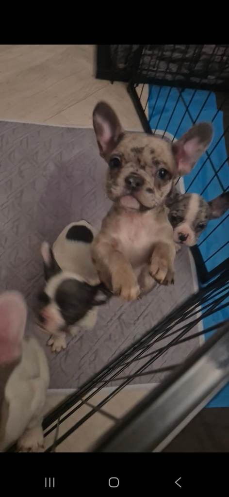 5 LEFT! Dwkc frenchies left ready now