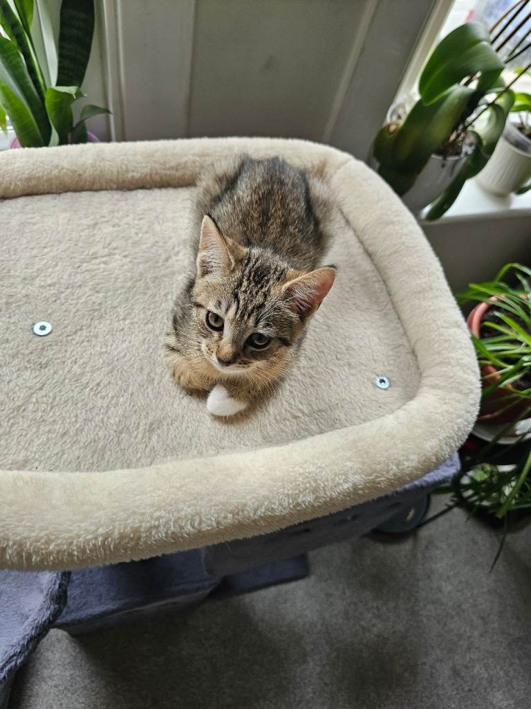 Lovely kitten is looking for new home