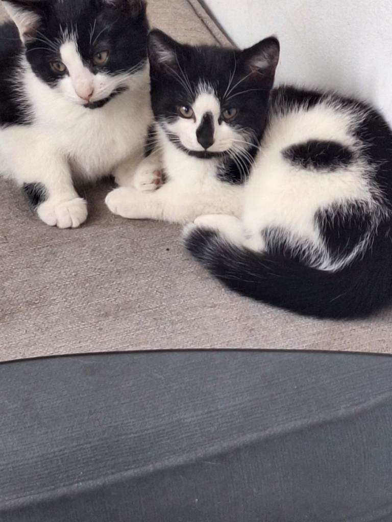Kitten for sale