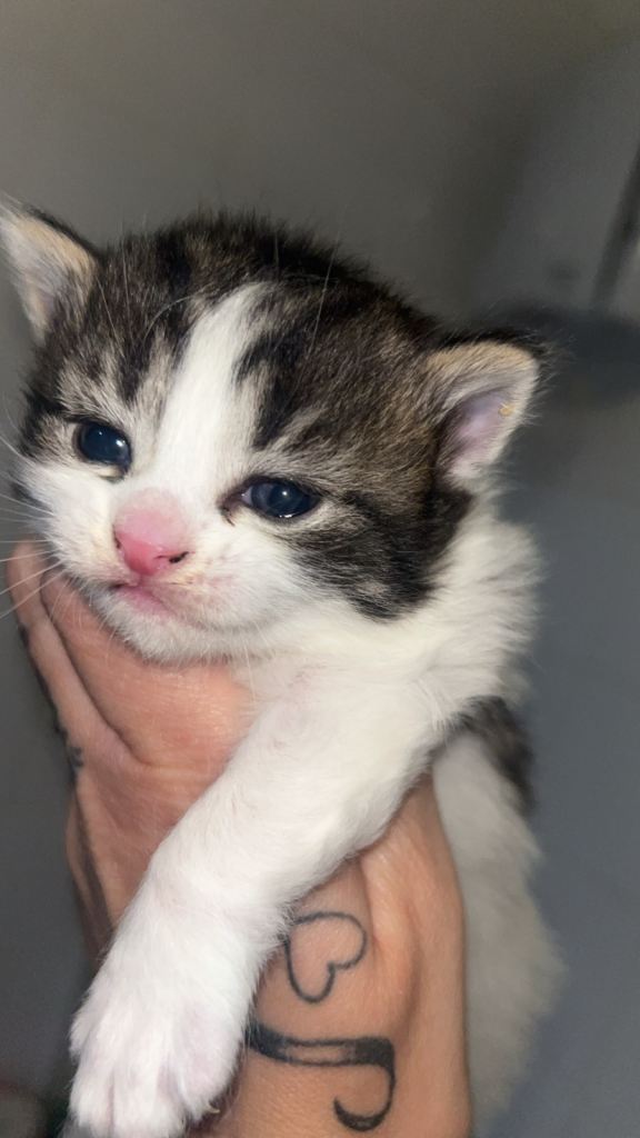 4 kittens boys and girls, long hair and short hair 