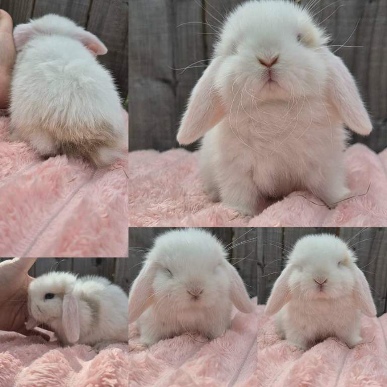 Mini lops ready 29th aug 