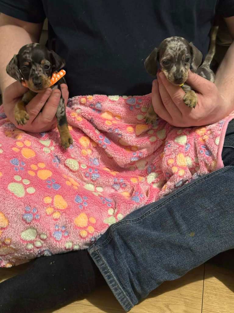 Miniature daxie pups