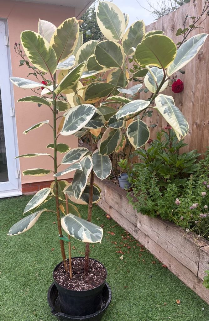 Large Variegated Rubber Plant – Ficus Tineke – 1.70m