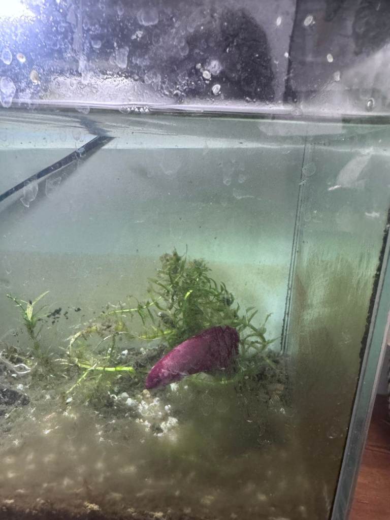 Girl Beta Fish in need of a good home
